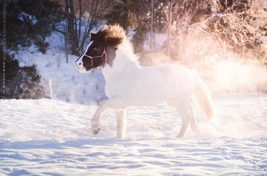 "On ne peut mentir à un cheval, il est le reflet de notre âme" Zekp