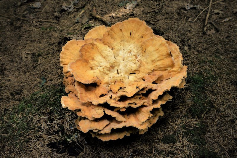 champignons des bois 601n