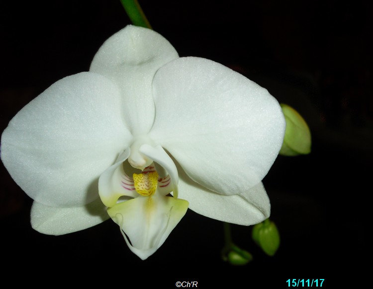 3è naissance chez une de mes orchidées. Cpll