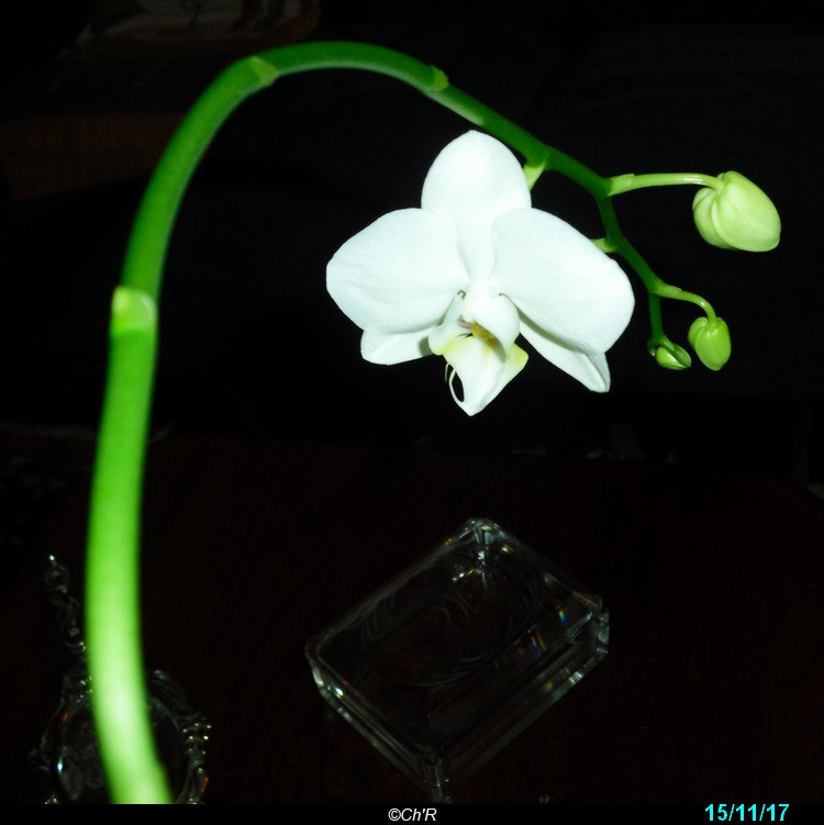 3è naissance chez une de mes orchidées. W77w