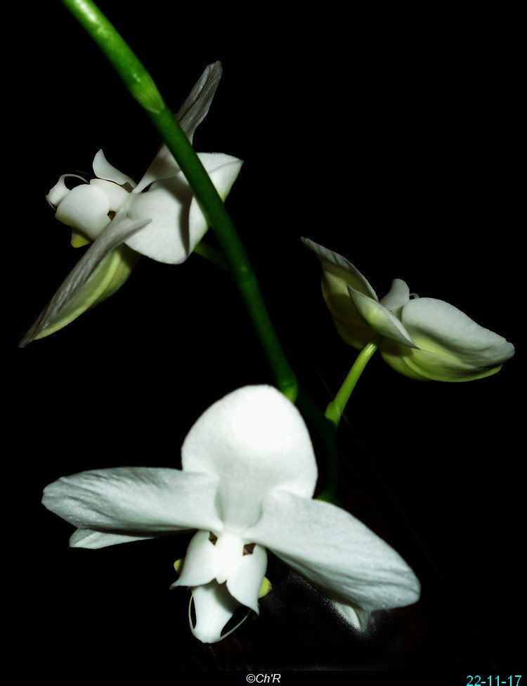 3è naissance chez une de mes orchidées. P9fn