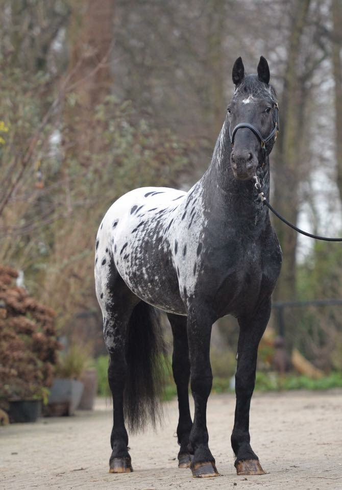 Kansas, étalon frison x appaloosa