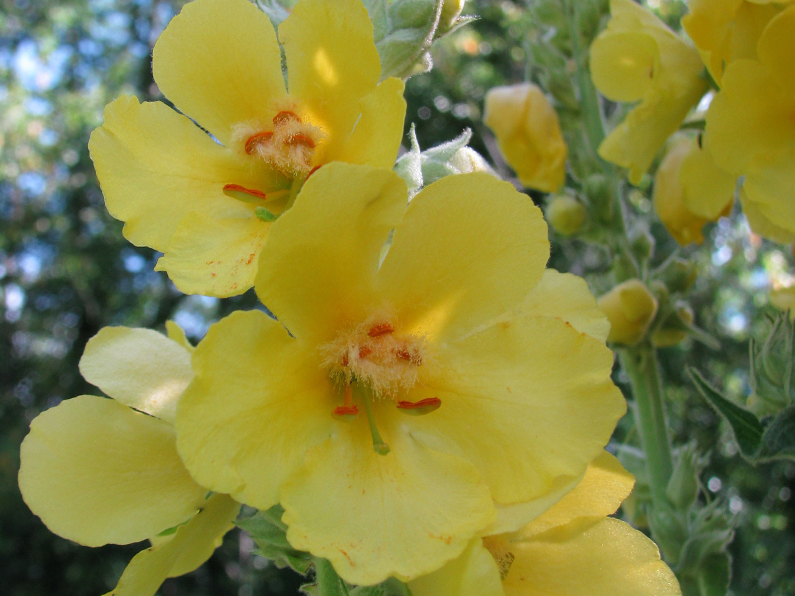 BOUILLON BLANC........... MOUSLIH ENDAR