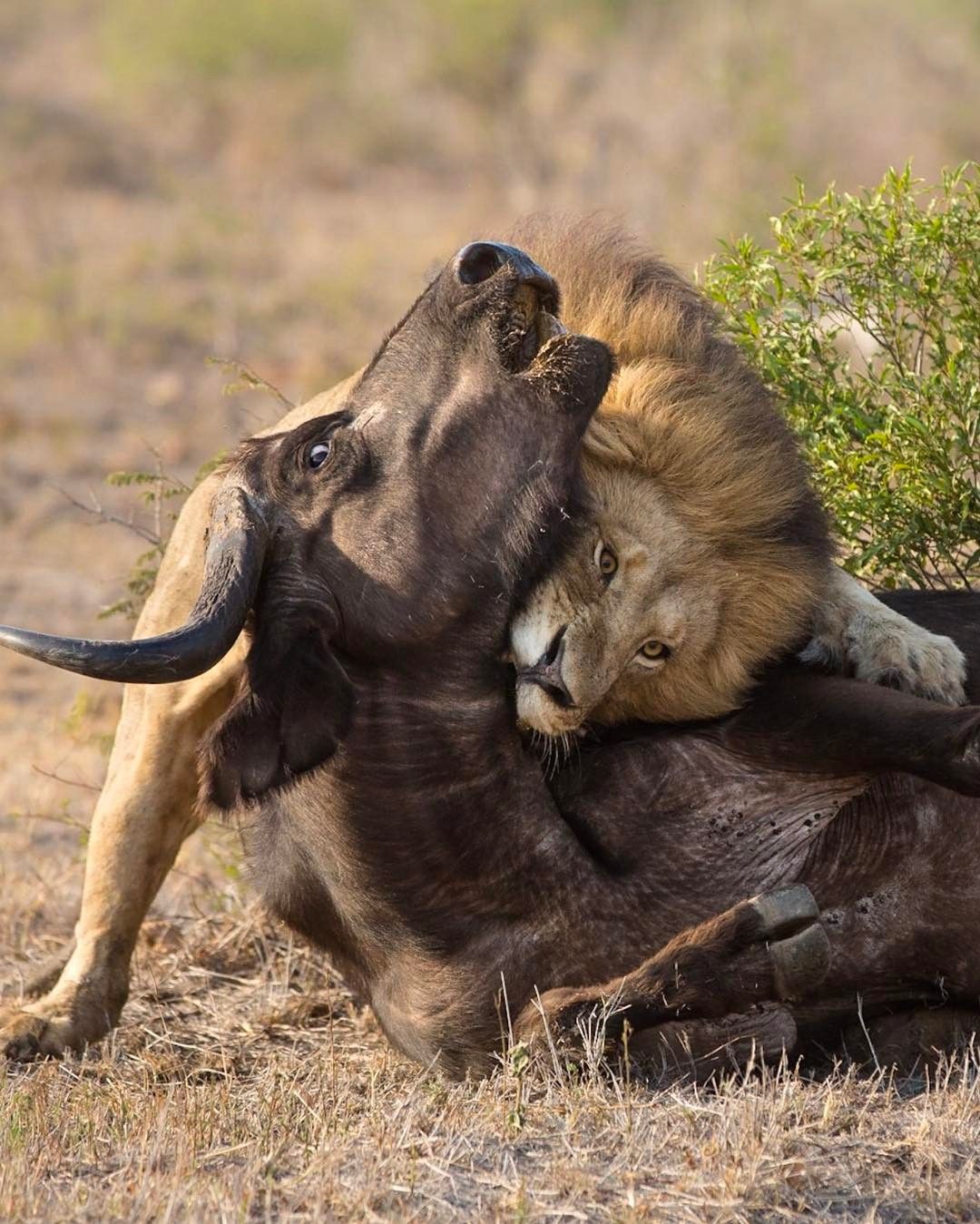 Хищники дикой африки видео. Охота Львов в дикой природе на буйволов. Серенгети парк охота Львов. Прайд Львов охота на буйволов.