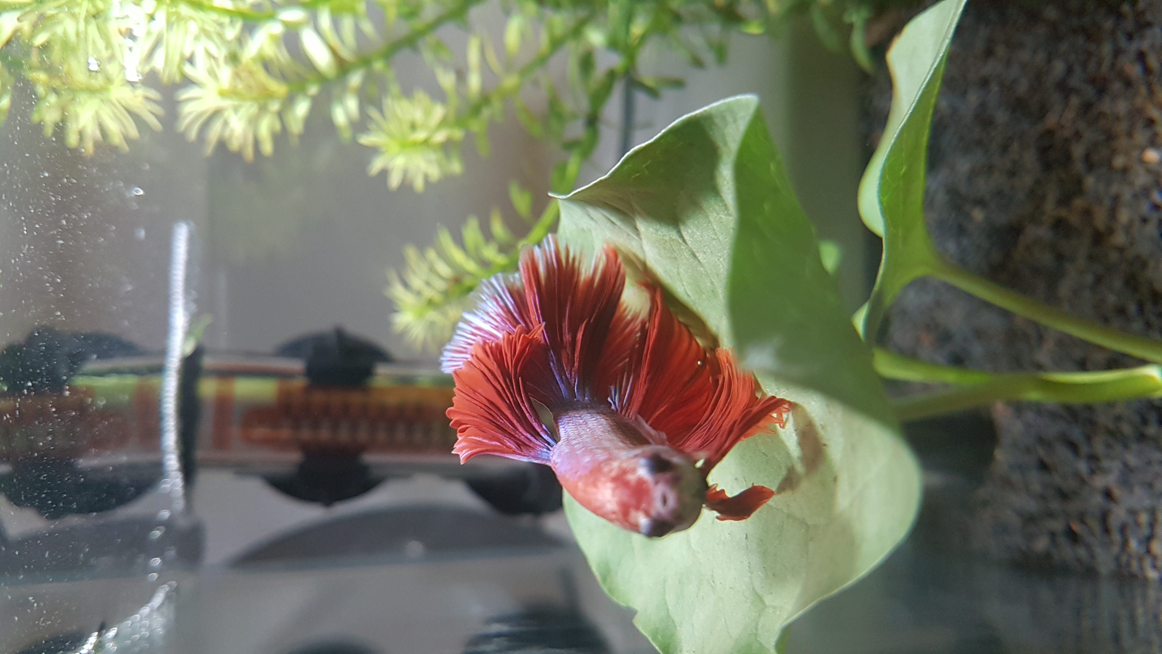 Pourriture des nageoires combattant forum Poissons