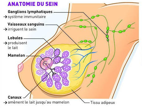 Anatomie du sein - Cancer du sein