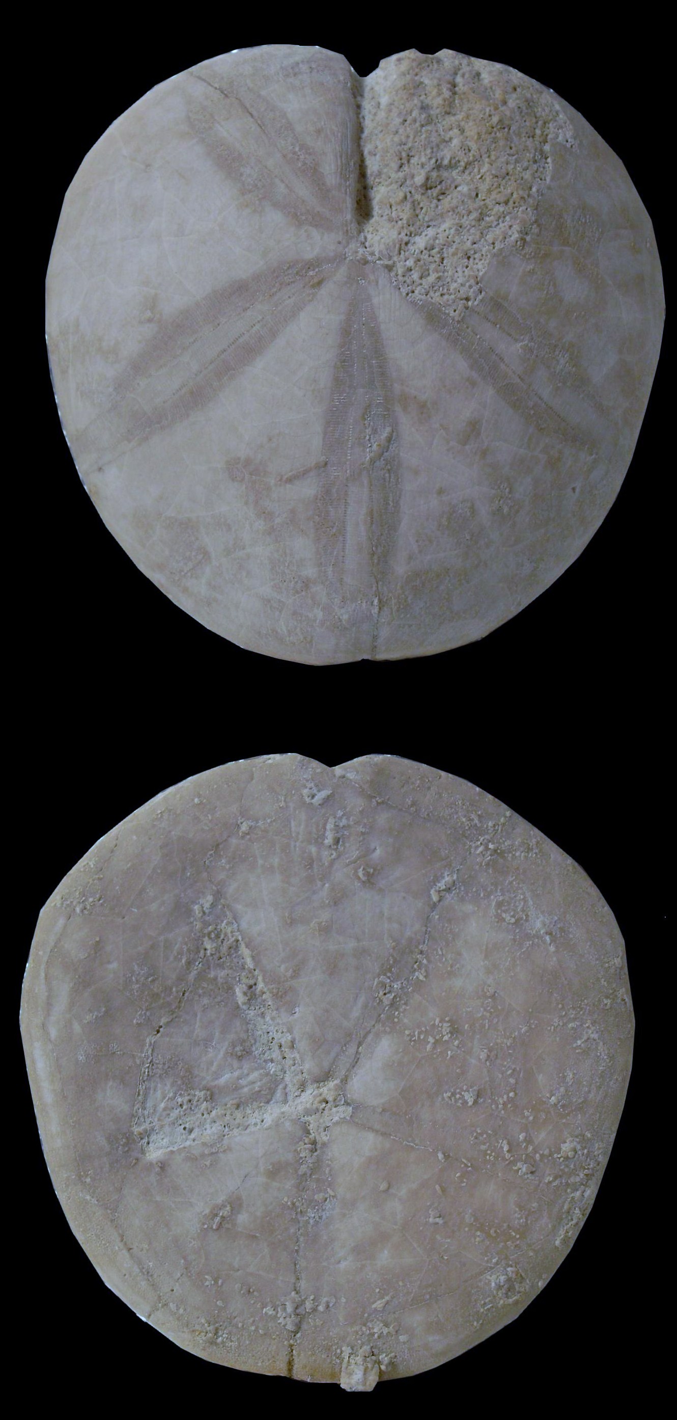 Clypeus plotii null