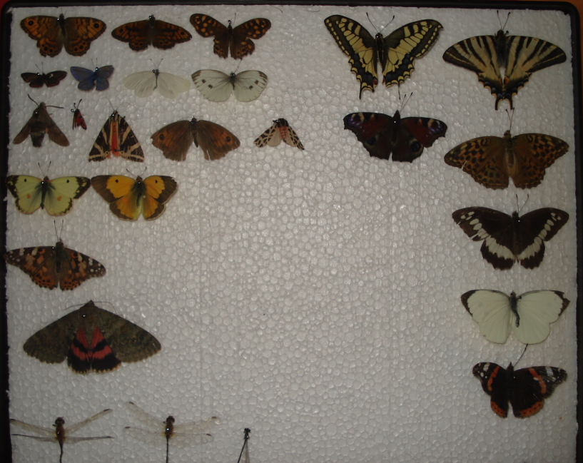 Présentation des collections Entomologiques - Page 5 2060175144