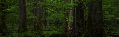 Forêt Noir