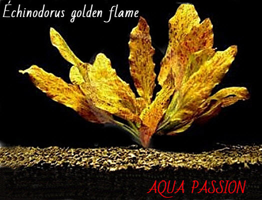 Echinodorus Golden Flame 9a5g