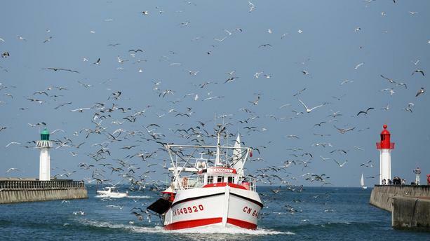 Nuée d'albatros suivant un navire en pleine mer