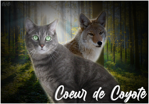  L'amour est un coyote enragé | Lien avec Coco Cc63