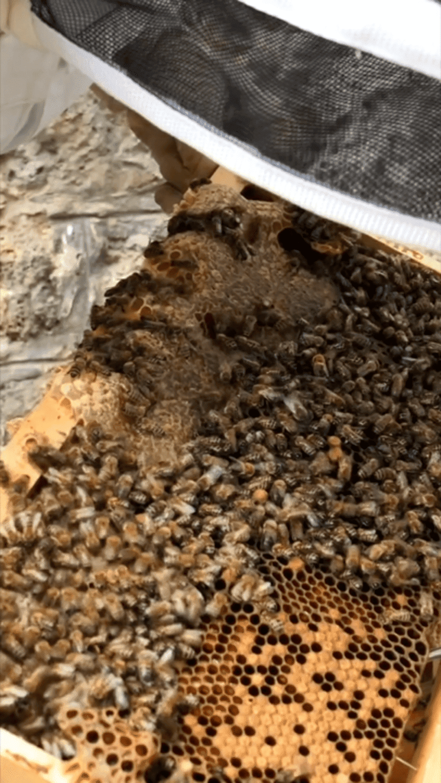 Atelier d'initiation à l'apiculture chez Bed and Bourgogne