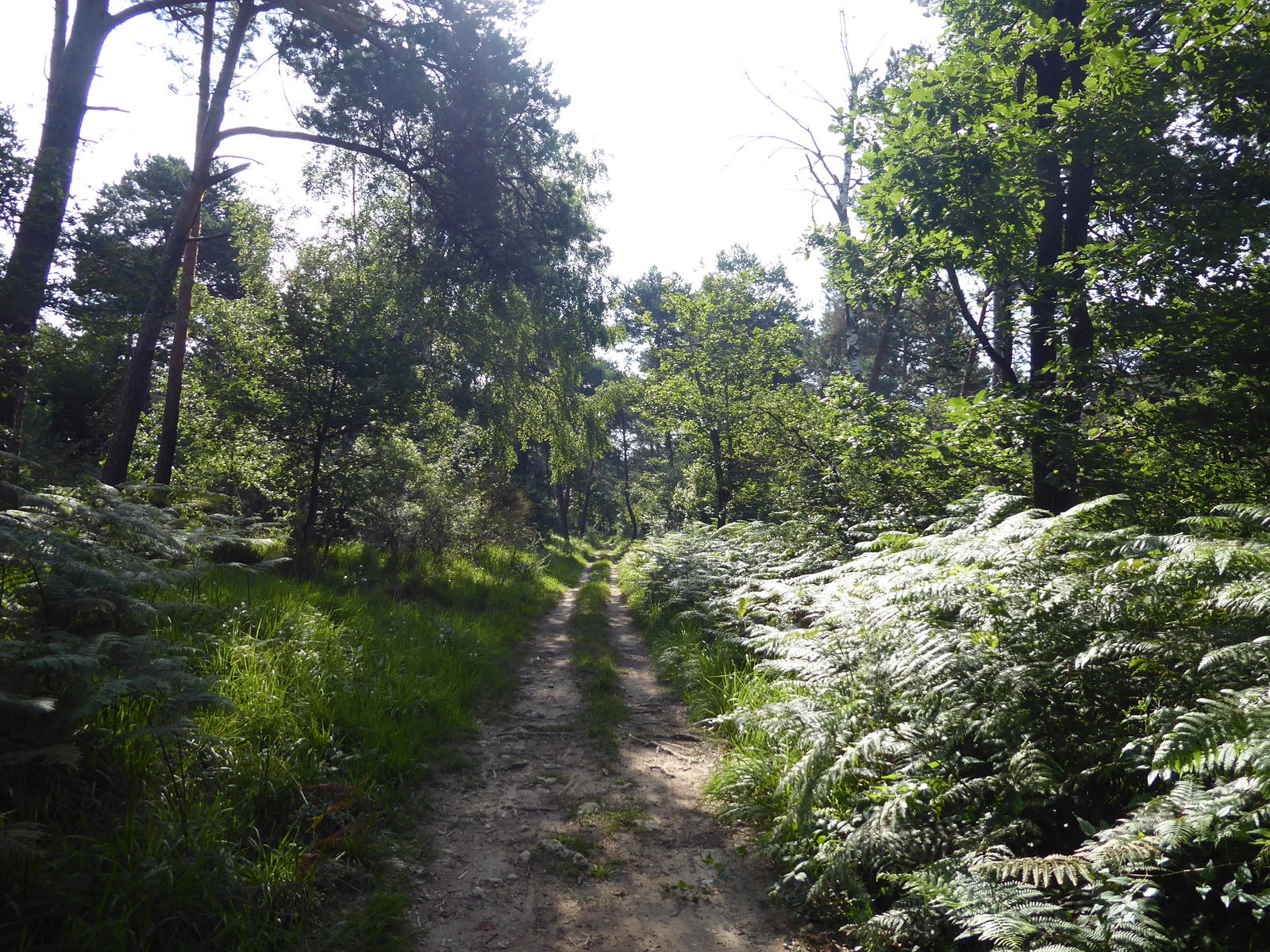 Balade nature au rocher Bouligny-For&ecirc;t de Fontainebleau