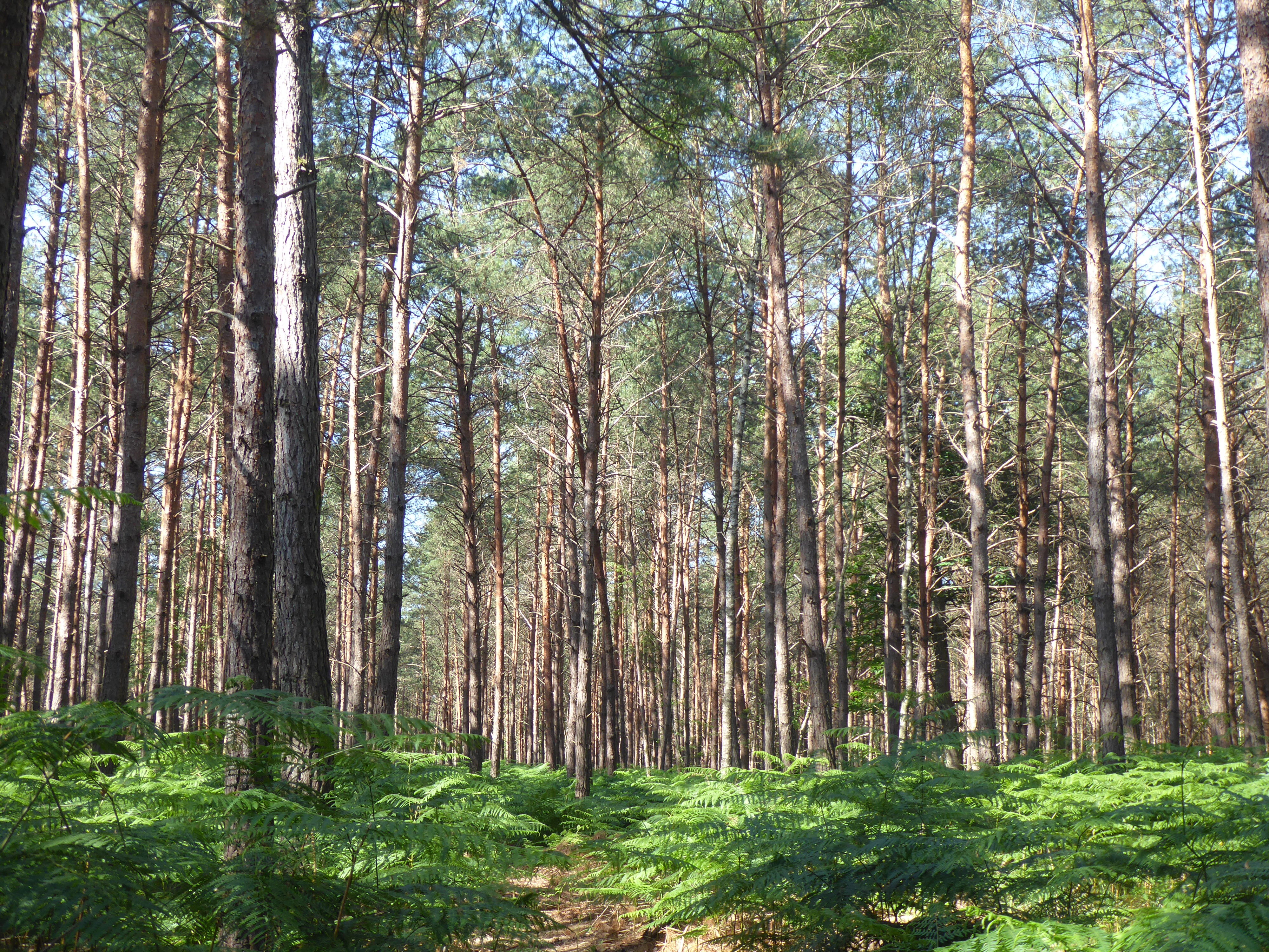 balade nature &agrave; la croix du grand maitre, for&ecirc;t de Fontainebleau