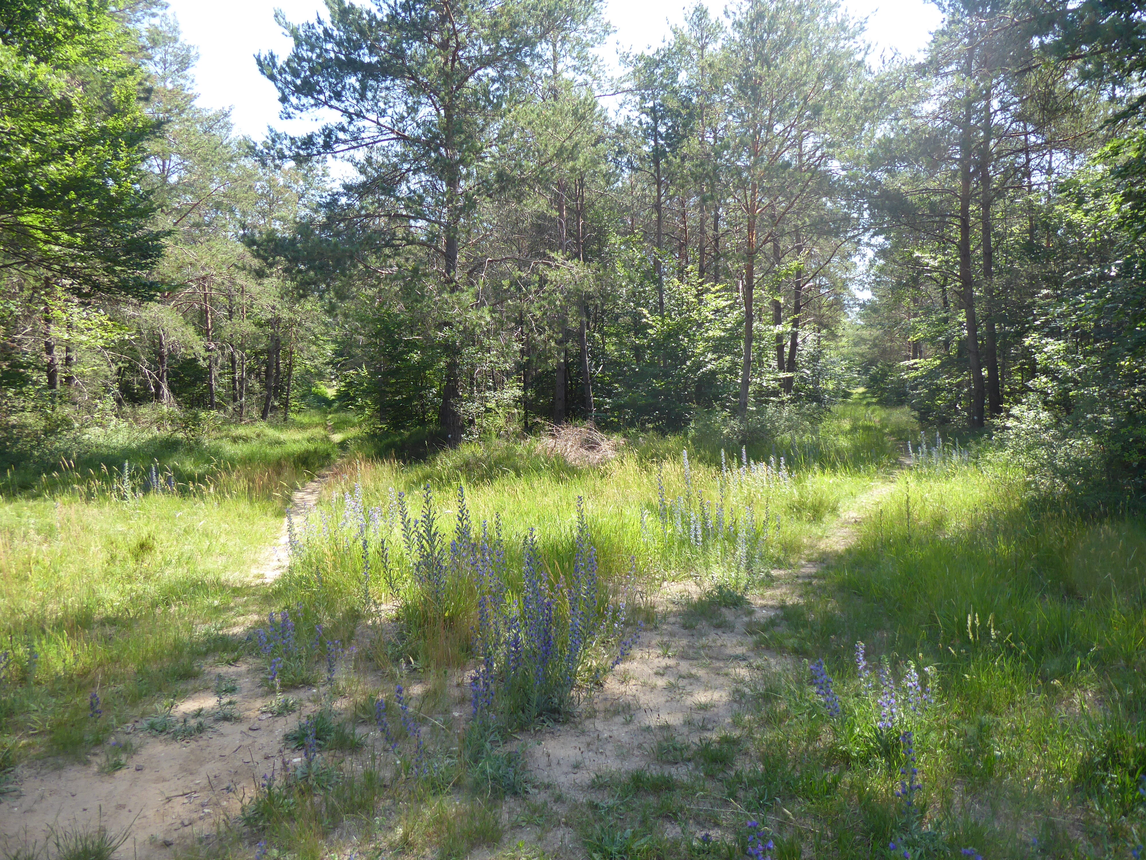 balade nature &agrave; la croix du grand maitre, for&ecirc;t de Fontainebleau