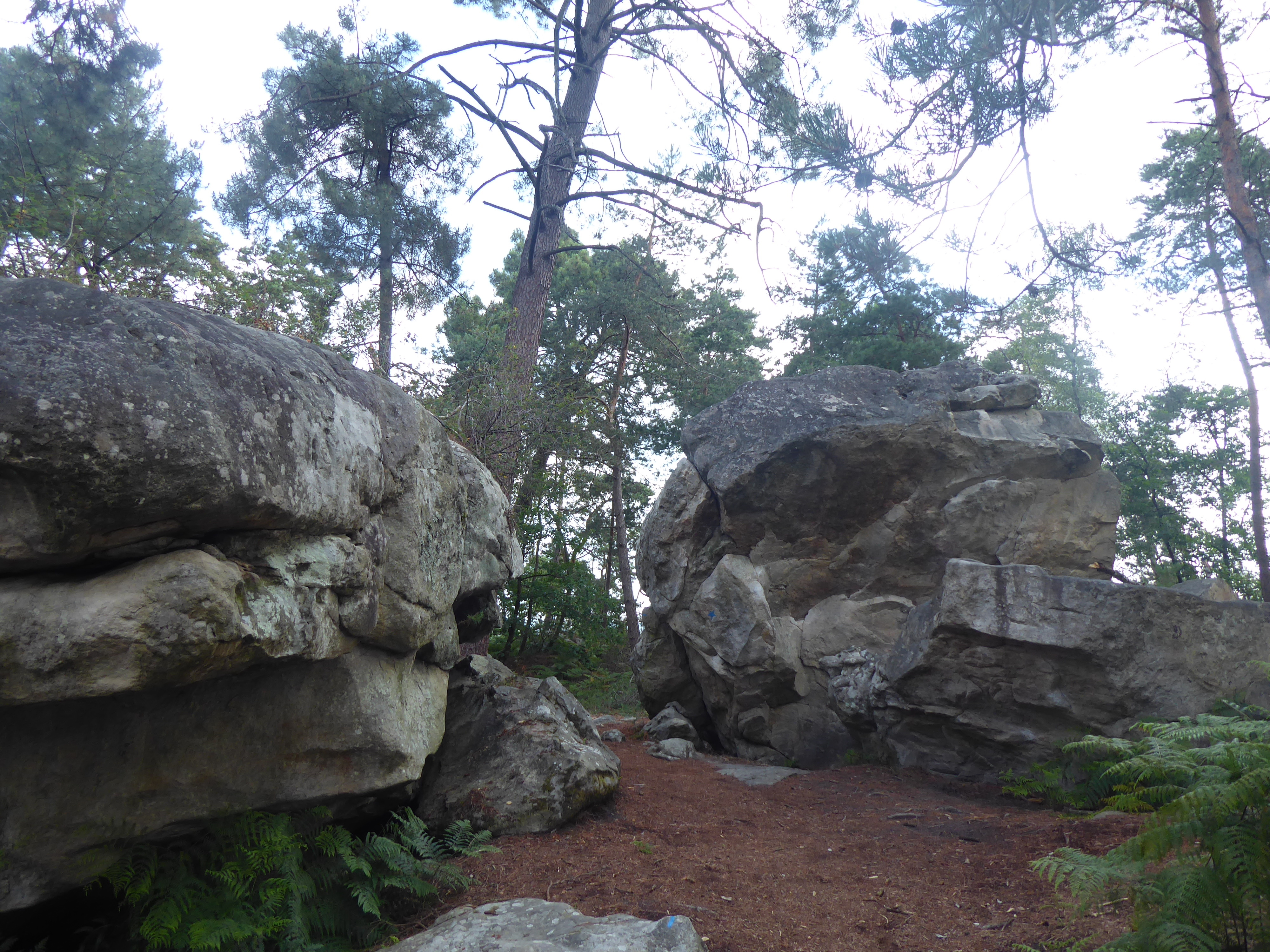 Balade nature au rocher Bouligny-For&ecirc;t de Fontainebleau