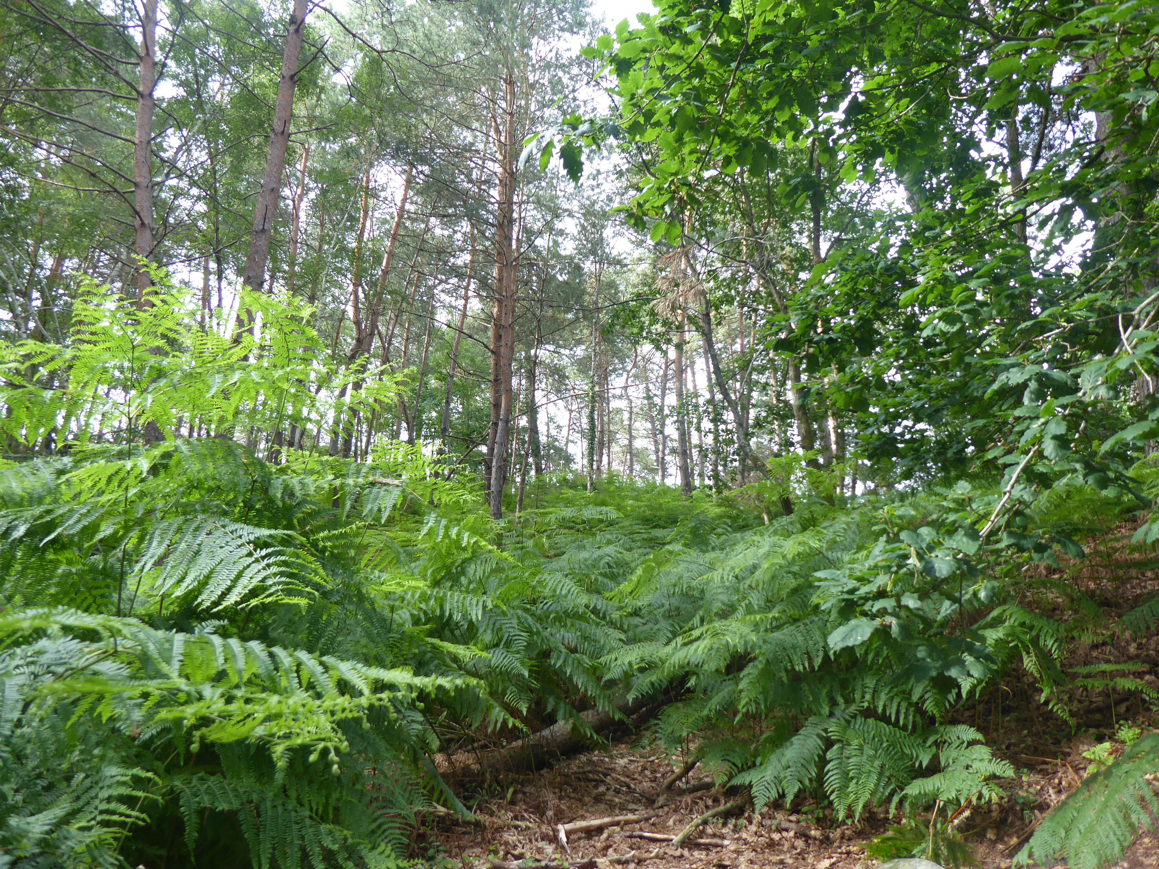 Balade nature au rocher Bouligny-For&ecirc;t de Fontainebleau