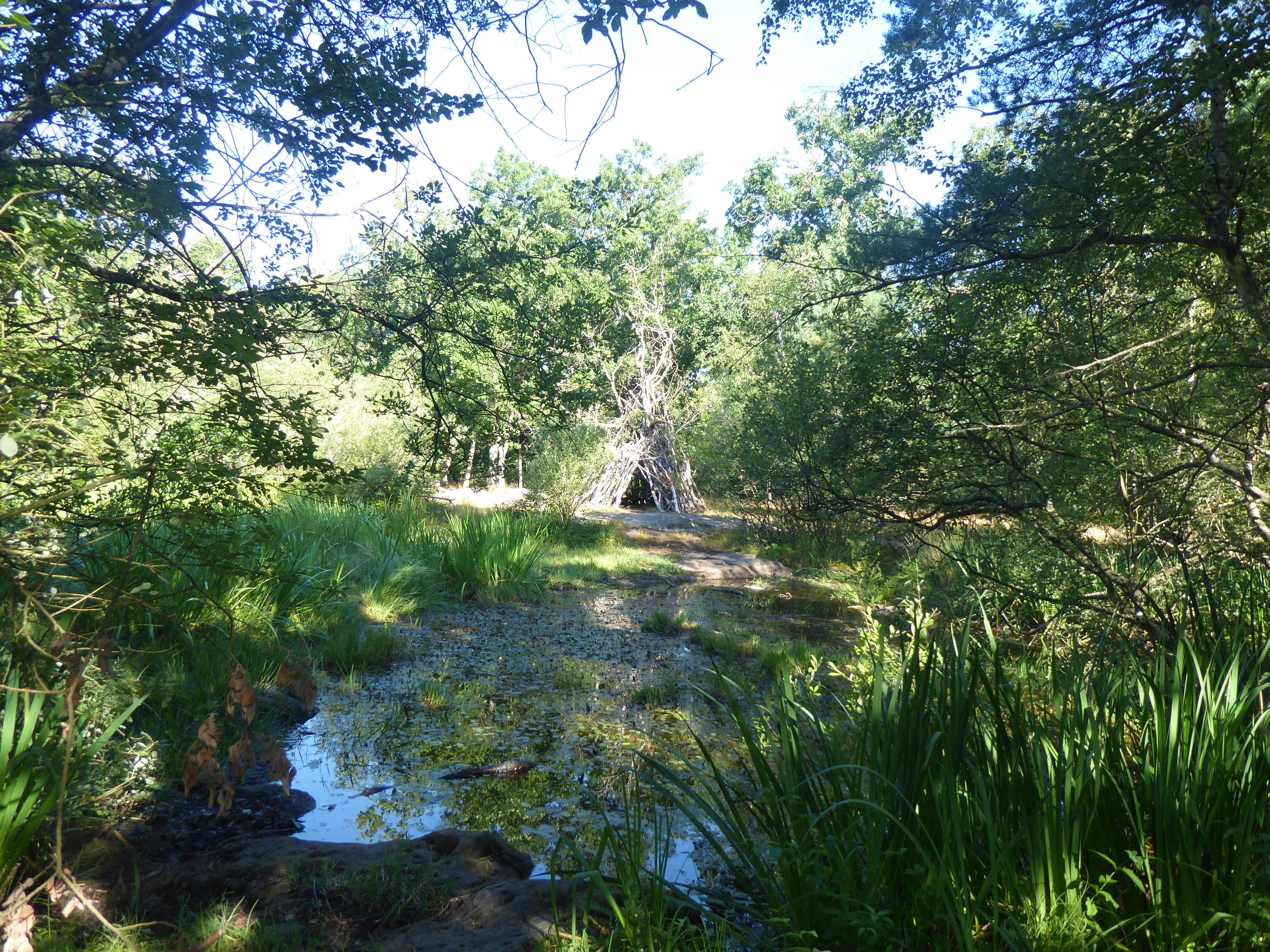 balade nature &agrave; la mare aux f&eacute;es - for&ecirc;t de Fontainebleau