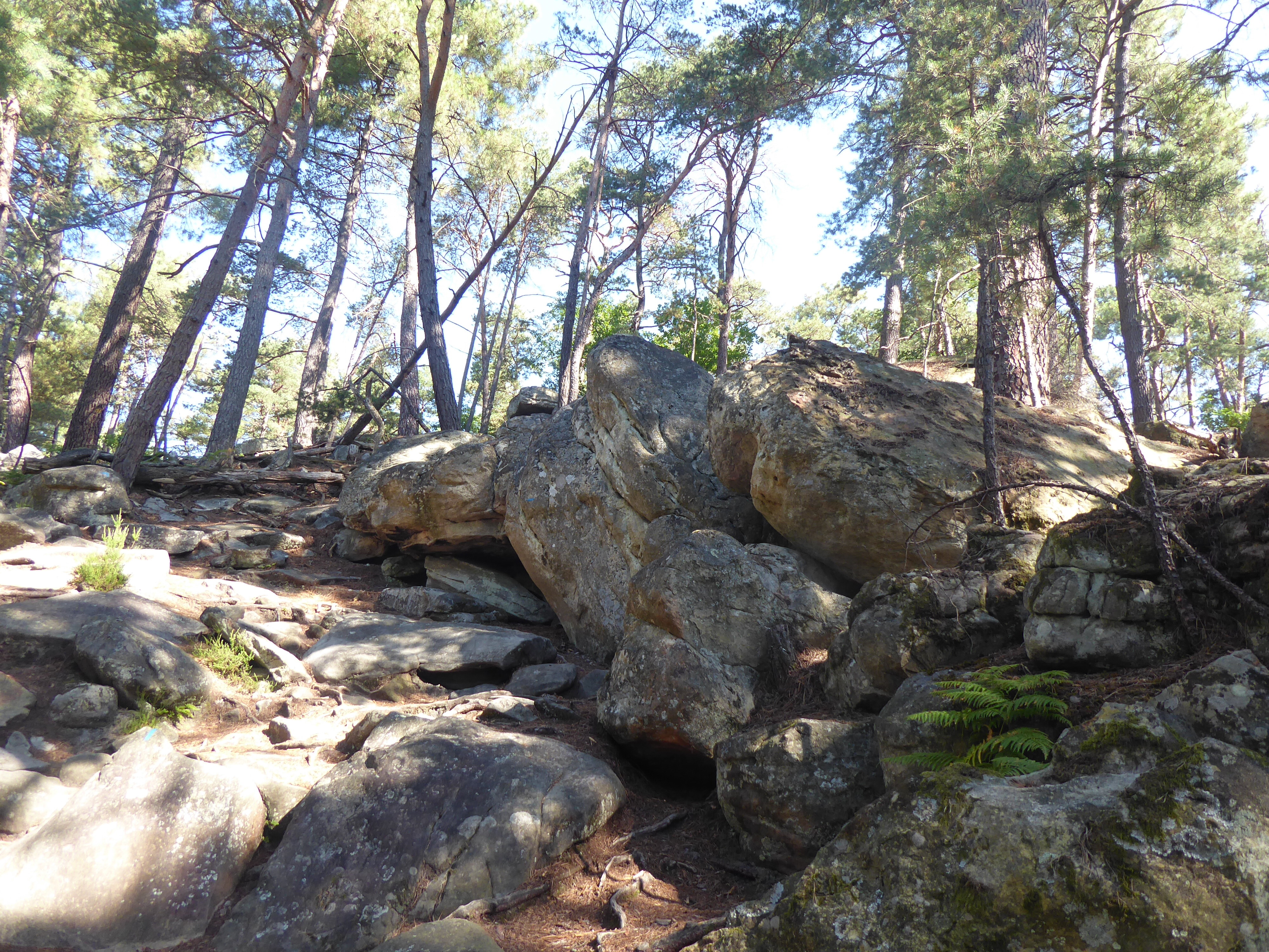 balade nature &agrave; la mare aux f&eacute;es - for&ecirc;t de Fontainebleau