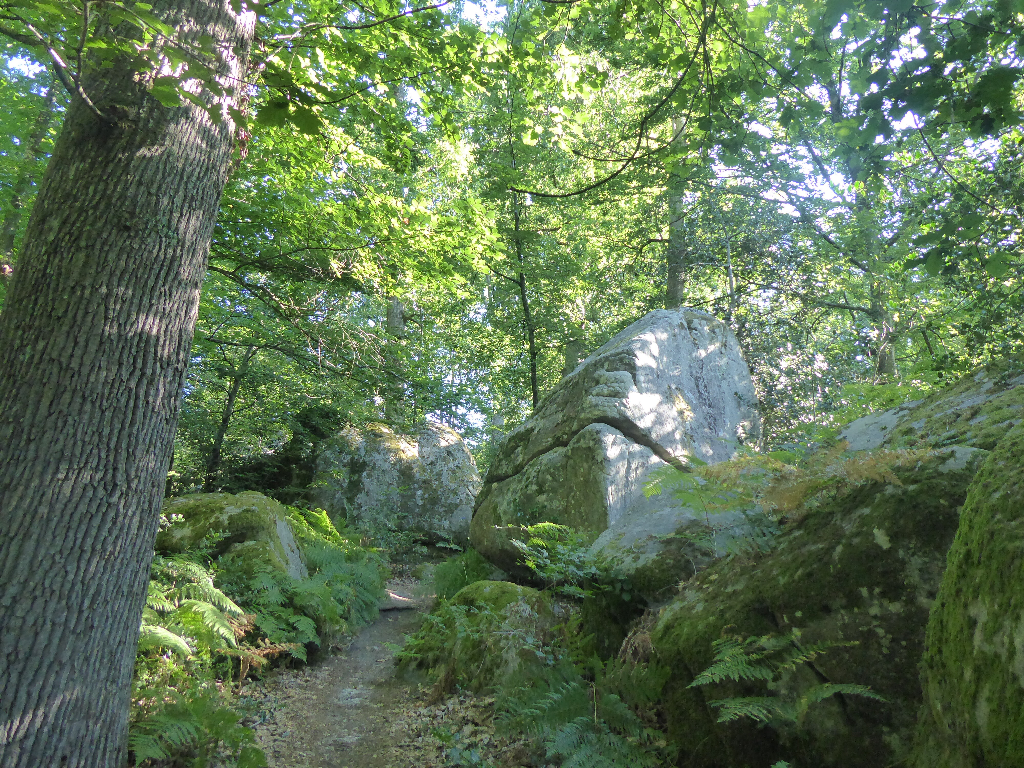 balade nature &agrave; la mare aux f&eacute;es - for&ecirc;t de Fontainebleau