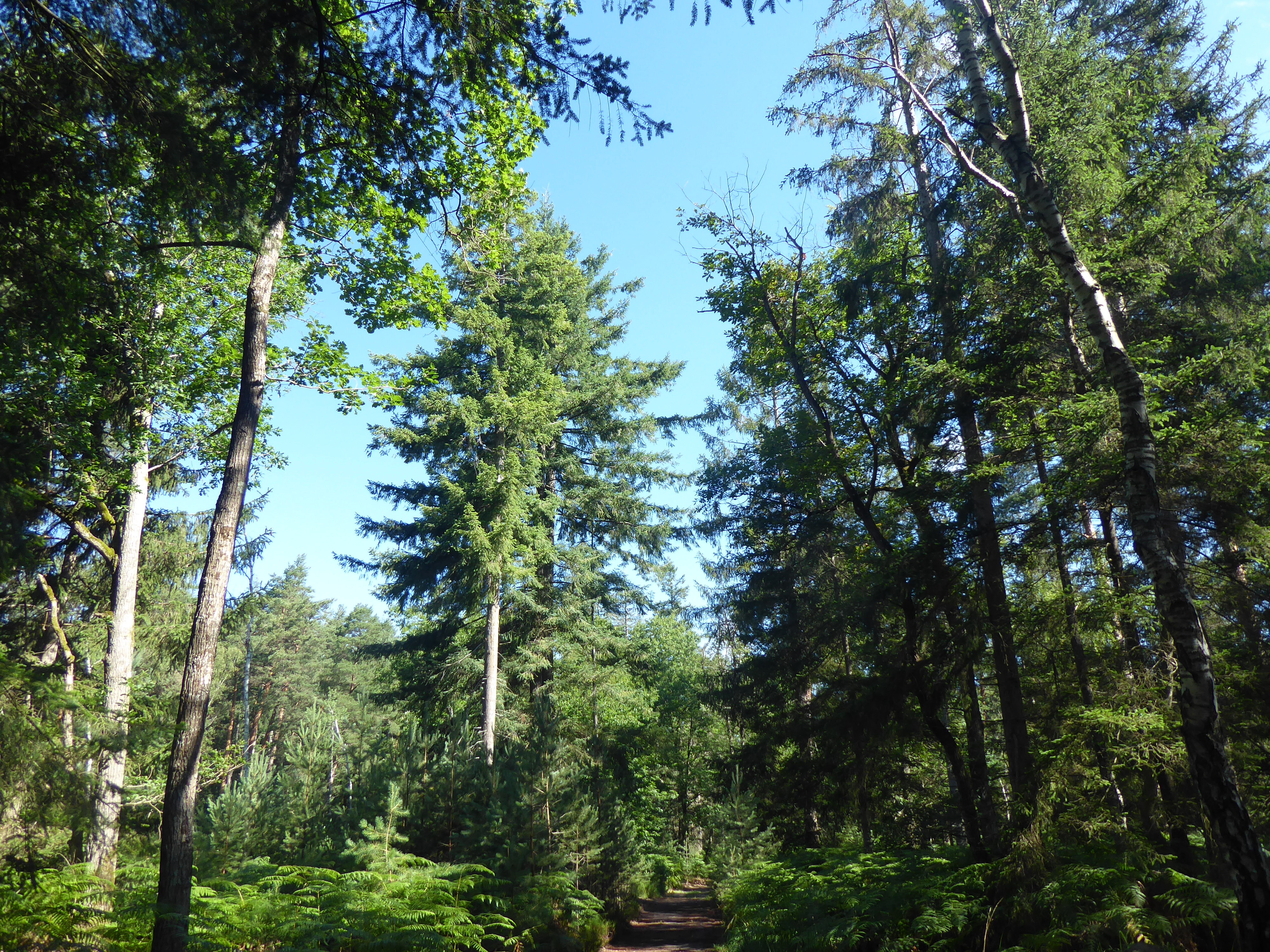 balade nature for&ecirc;t de Fontainebleau - carrefour de Marlotte