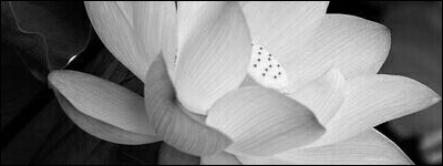 Le Lotus Blanc de Kousou [Pv Kara] Tmj8