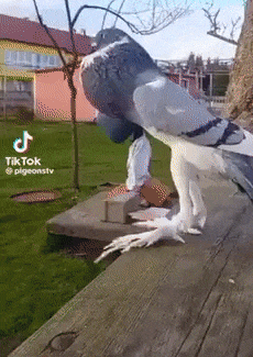 https://www.zupimages.net/up/23/18/asmu.gif