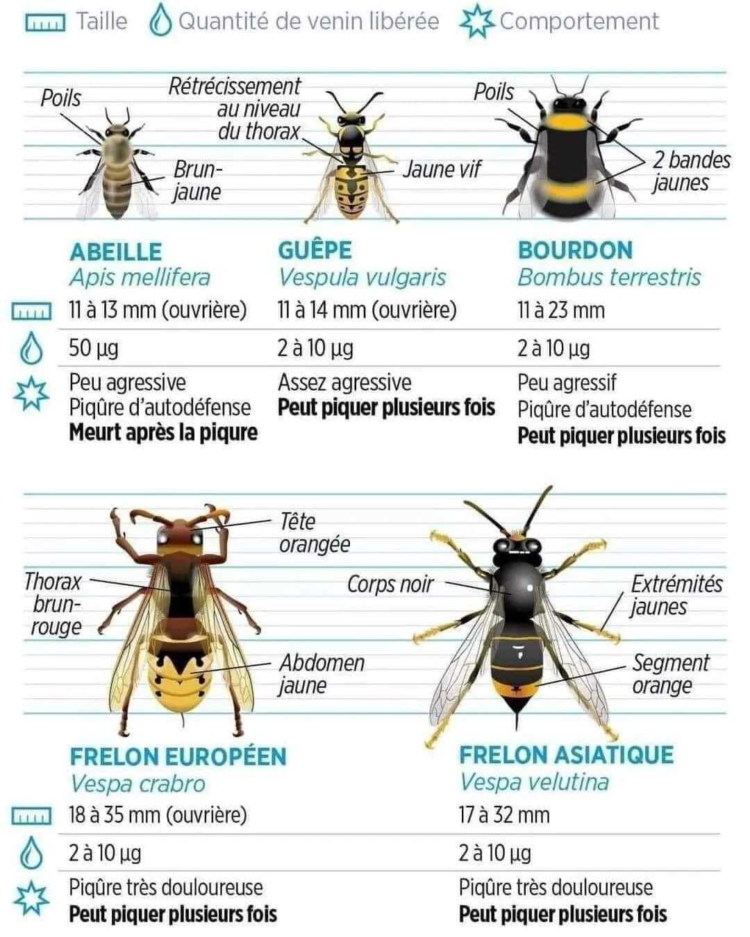 Les abeilles W17a