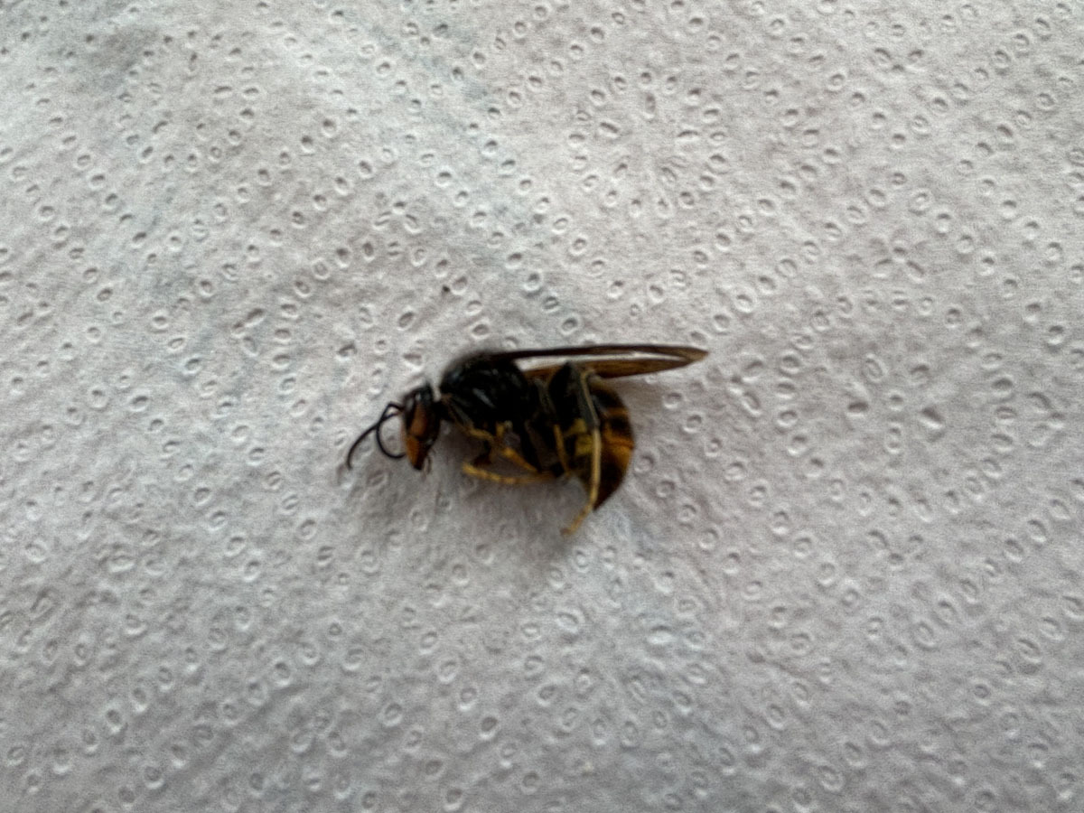 Les abeilles Ofns
